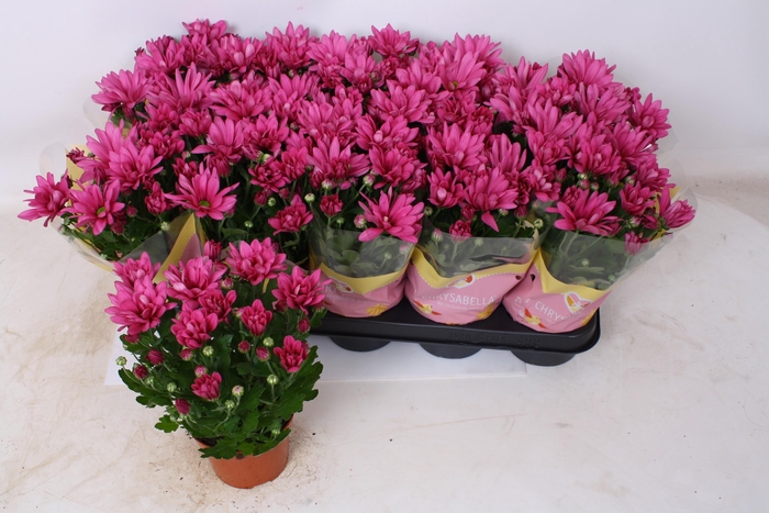 <h4>CHRYS JACKSON PURPLE</h4>