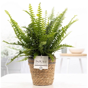 Nephrolepis Green Lady in P&PURE Basket 6