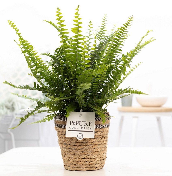 <h4>Nephrolepis Green Lady in P&PURE Basket 6</h4>