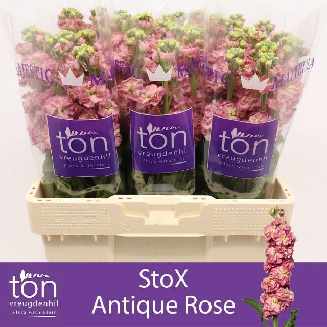 <h4>MATTH STOX ANTIQ ROS</h4>