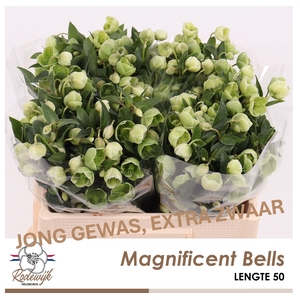HELL  MAGNIFIC BELLS
