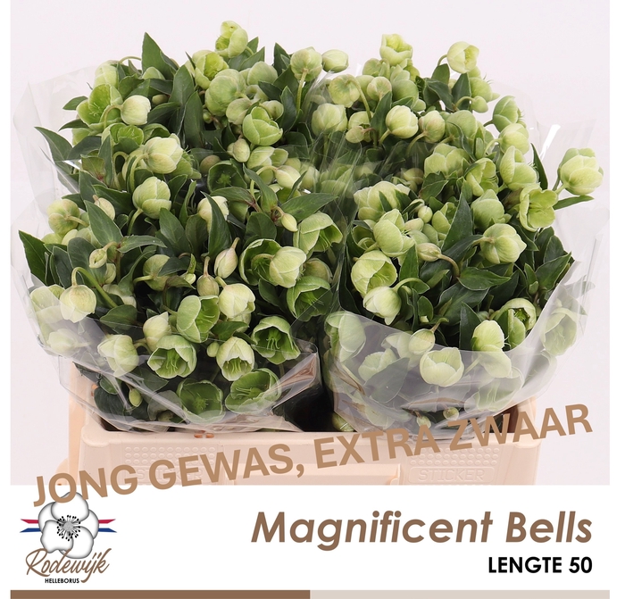 <h4>HELL  MAGNIFIC BELLS</h4>
