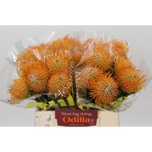 LEUCO NUTANS AYOBA SUN