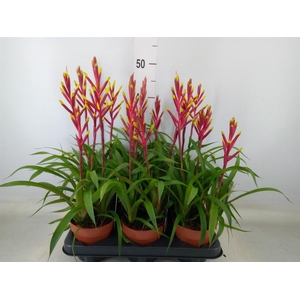 Guzmania  'Misty'
