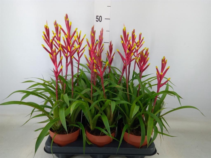 <h4>Guzmania  'Misty'</h4>