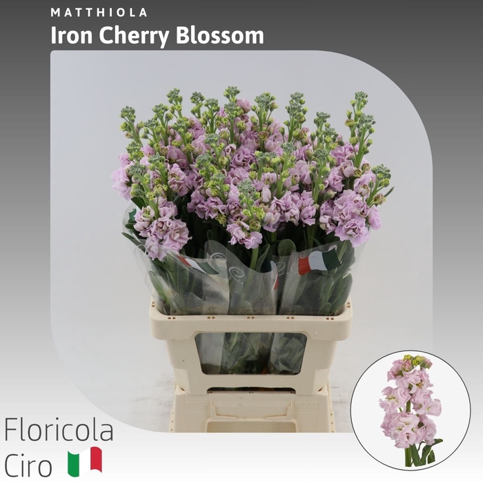 <h4>Matthiola Iron Cherry Blossom</h4>