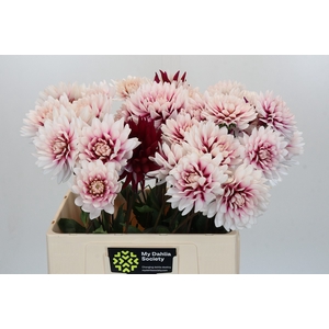 Dahlia Rebecca's World