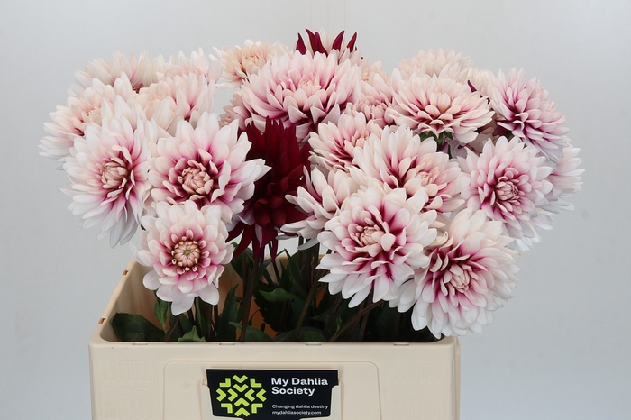Dahlia Rebecca's World