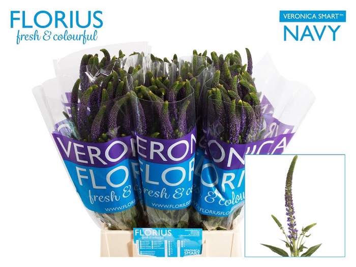 <h4>Veronica Smart Navy Florius</h4>