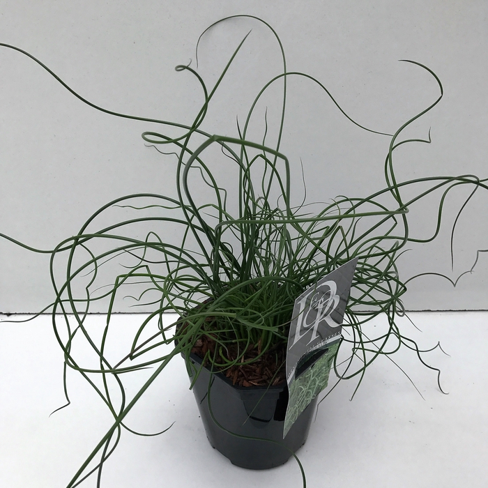 <h4>Juncus 'Spiralis'</h4>