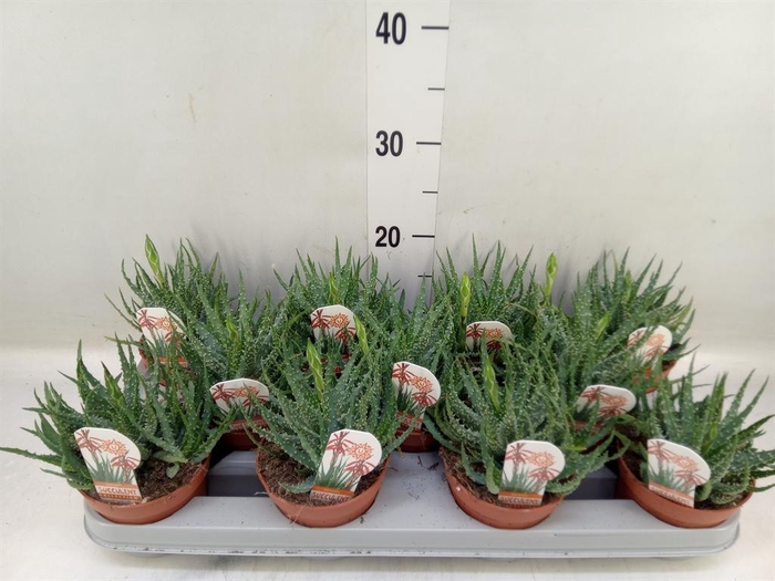<h4>Aloe humilis</h4>