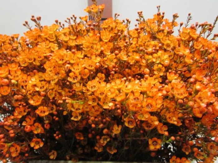 <h4>Chame Tal Oranje</h4>