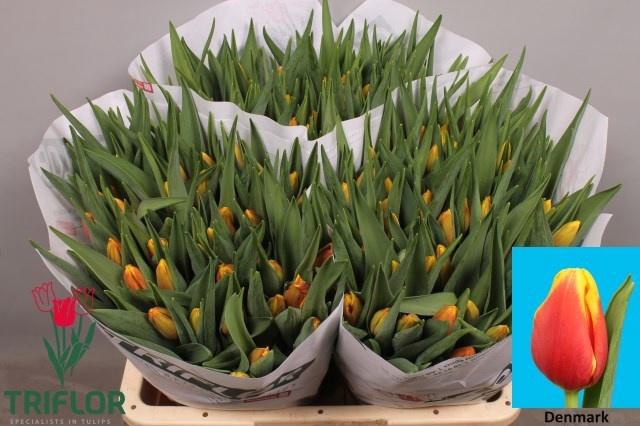 <h4>TU EN DENMARK</h4>