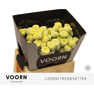 R Tr Lemon Trendsetter Voorn Seasons