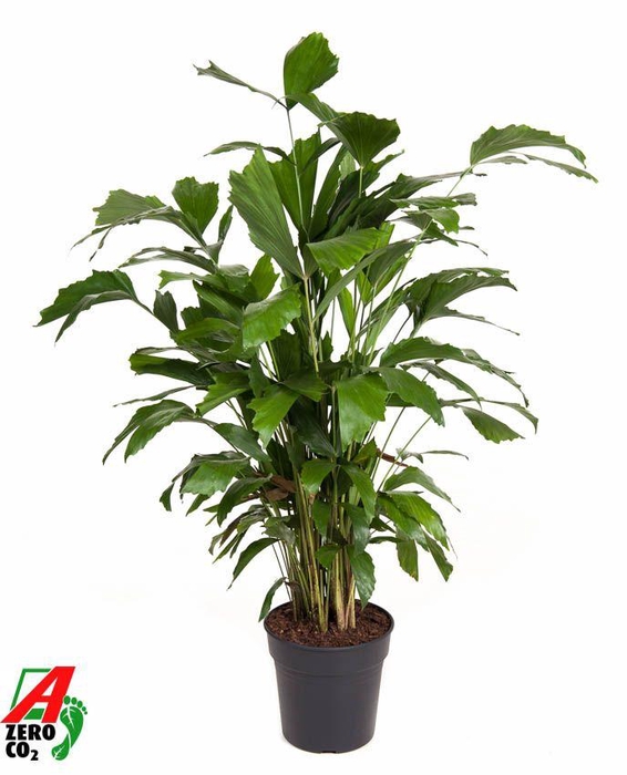 <h4>Caryota Mitis</h4>