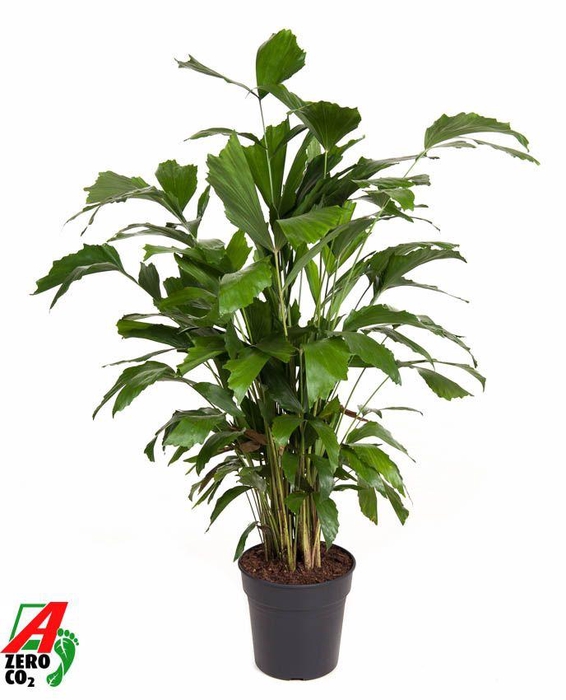 <h4>Caryota Mitis P21</h4>