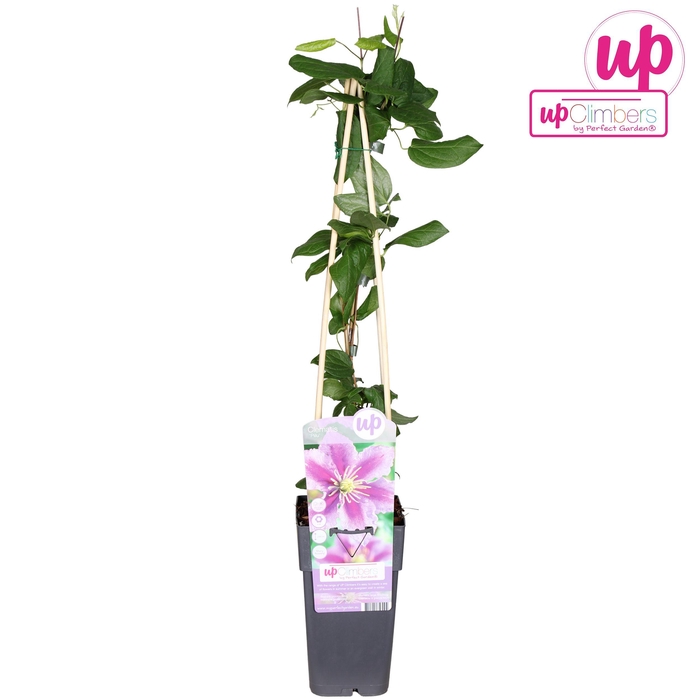 <h4>Clematis Piilu</h4>