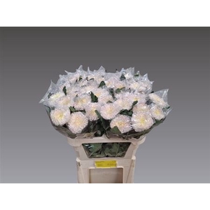 Chr G Gilbert Light Silver