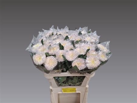<h4>Chr G Gilbert Light Silver</h4>