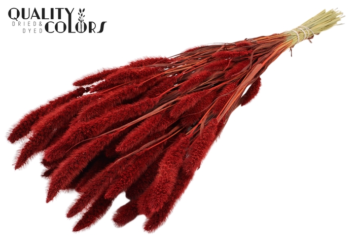 Setaria per bunch Red