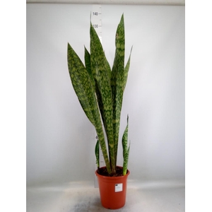 Sansevieria trifa.   ...