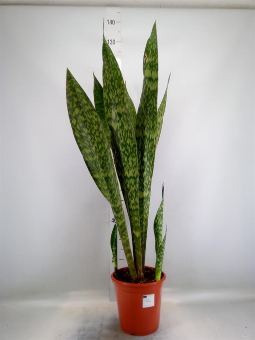 <h4>Sansevieria trifa.   ...</h4>