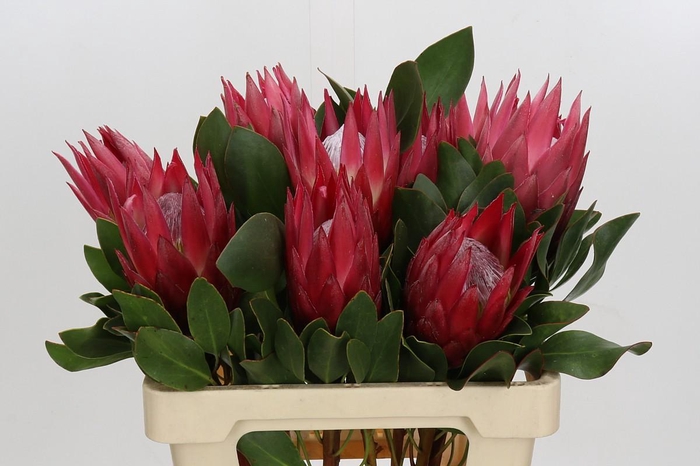 Protea Cynaroides Madiba