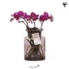 Phalaenopsis overig paars (meerdere