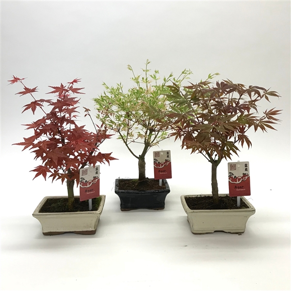 <h4>Acer Bonsai Mix 15 cm</h4>