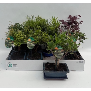 BONSAI GEM