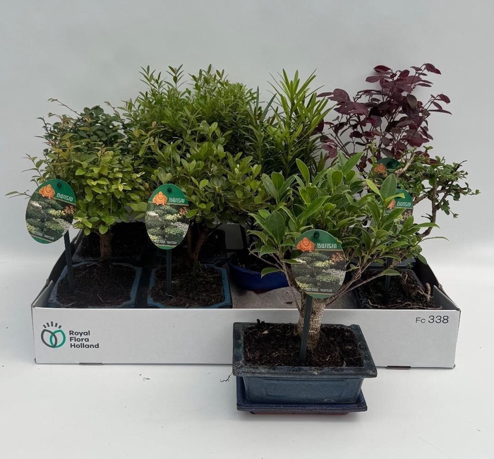 <h4>BONSAI GEM</h4>