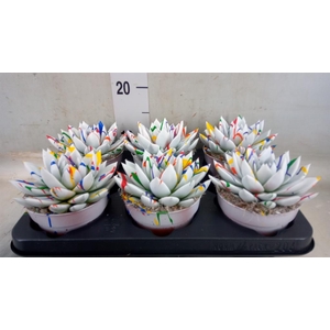 Echeveria  'Miranda'