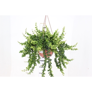 AESCHYNANTHUS RASTA C21