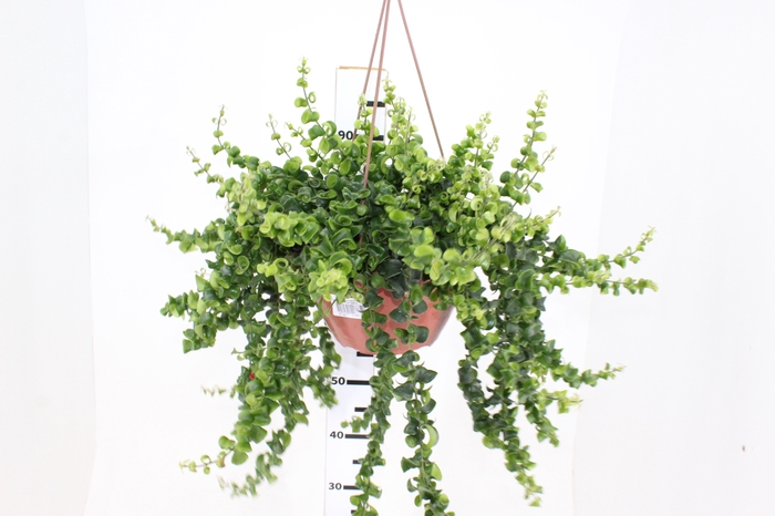 AESCHYNANTHUS RASTA C21