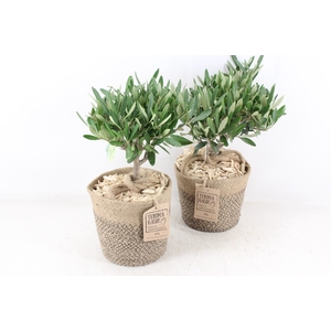 arr3 SN - Jute mand olijf 250/4