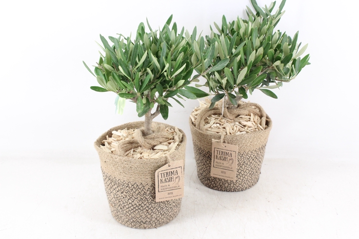 <h4>arr3 SN - Jute mand olijf 250/4</h4>