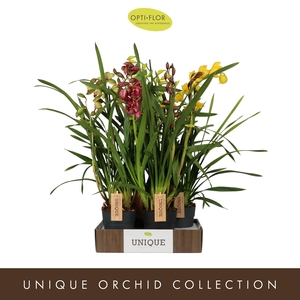 Cymbidium Mix 3 spike