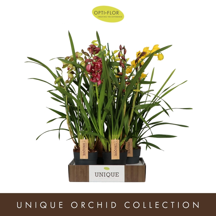 <h4>Cymbidium Mix 3 spike</h4>