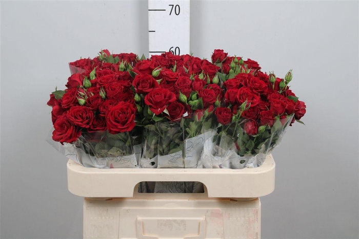 <h4>R Tr Pushkin</h4>