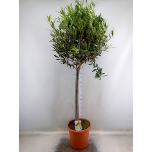 Olea europaea