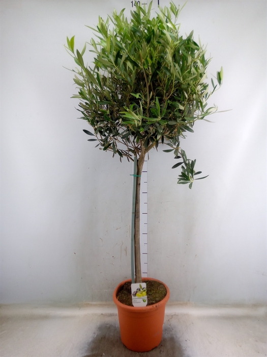 <h4>Olea europaea</h4>