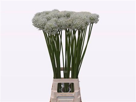 <h4>Allium Mount Everest</h4>
