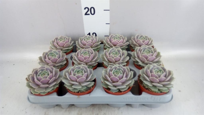 <h4>Echeveria   ...</h4>