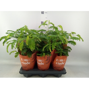 Tamarindus indica