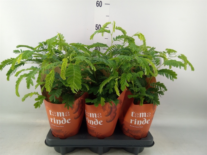 <h4>Tamarindus indica</h4>
