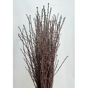 Prunus Pink