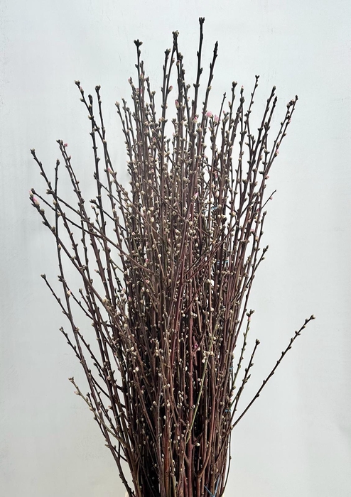 <h4>Prunus Pink</h4>