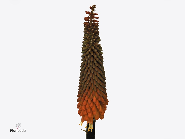 Kniphofia Alcazar