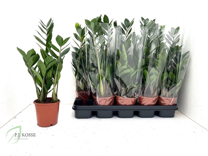 <h4>ZAMIO ZAMIIFOLIA</h4>