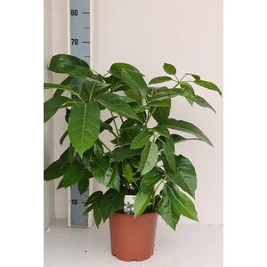 Schefflera actinophylla Amate